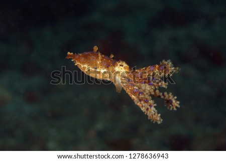 Bluering octopus (Hapalochlaena lunulata). Picture was taken in Lembeh strait, Indonesia
