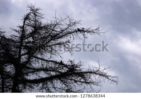 Bare tree against a cloudy sky