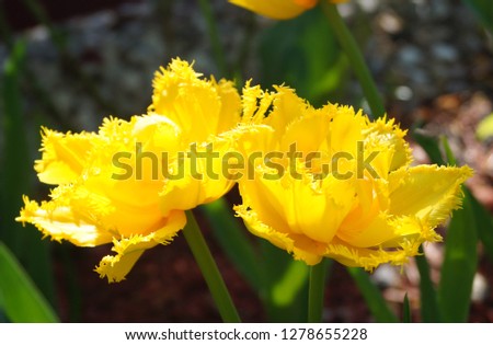 There are some yellow beautiful tulips in the garden in a sunny weather. Sort Hamilton. Tulips Hamilton - Beautiful yellow fringed tulip!