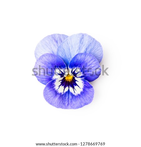 Blue pansy flower isolated on white background clipping path included. Spring garden viola tricolor. Top view, flat lay
