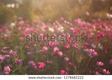pink cosmos flower in the morning light