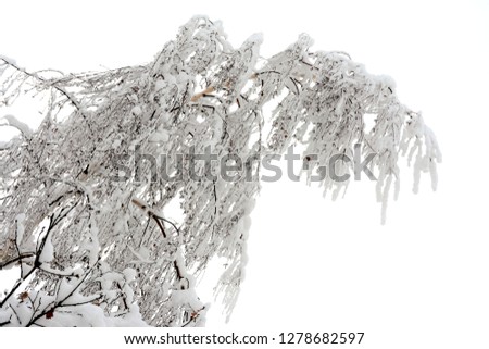 twigs bent under the weight of snow