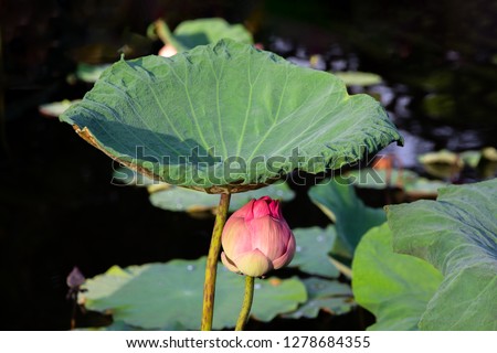Pink lotus flower and lotus leaf in pond with dark tone on background