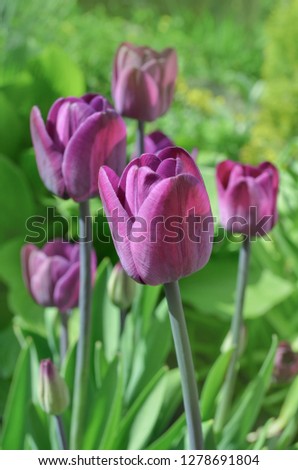 Purple colored tulip Greuze flowers in spring field. Purple bright tulip   Royalty-Free Stock Photo #1278691804