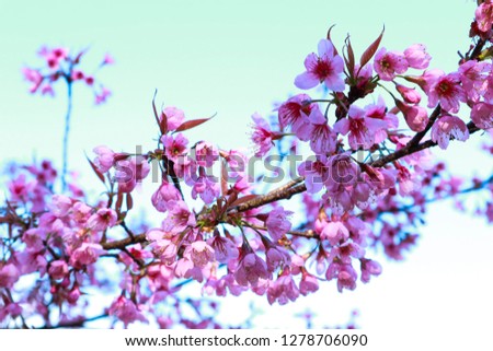 Cherry blossoms flower in garden.