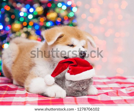 Akita inu puppy hugging tiny kitten in red santa hat with  Christmas tree on a background 