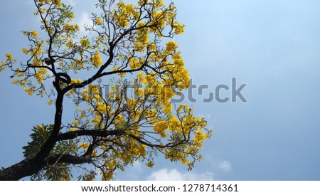 yellow flower , blue skies and clouds 