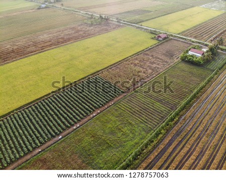 Beautiful aerial view scenery during  harvesting season at Sekinchan paddy field, Malaysia