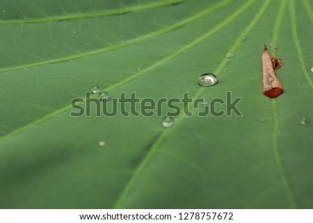 Drop water on lotus leaf, With leaves placed on a green lotus leaf