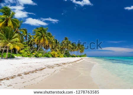 Landscape with coconut palms growing on sandy beach. Holiday and vacation concept. Caribbean Sea, Dominican republic, Punta Cana, popular touristic resort.