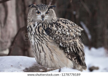 A large owl - Eurasian eagle-owl sits on a snowy background Sits sideways, in profile.
