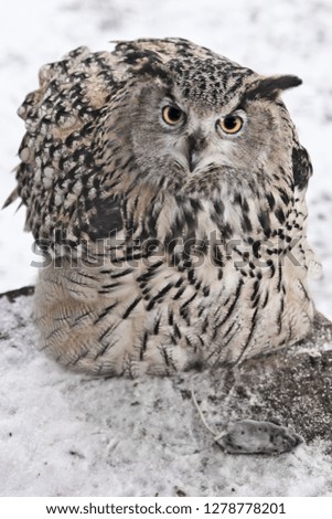 A big owl- eagle owl sits on a snowy background and rolls over a dead mouse and Looking full face at you.