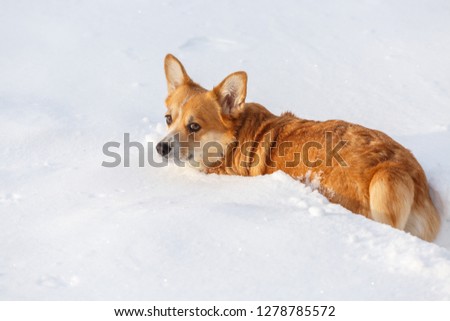 Dog Welsh Corgi cardigan plays in the winter in the snow for a walk