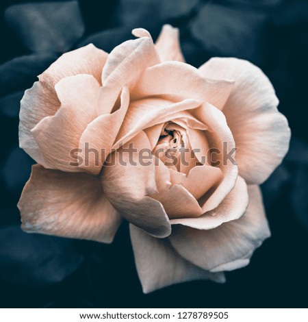 Stylized rose close up