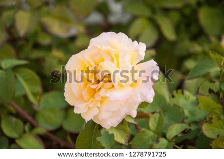 yellow rose in the park