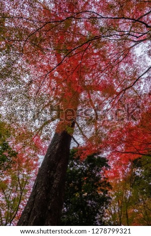 Beautiful red maple leaves tree canopy in autumn.