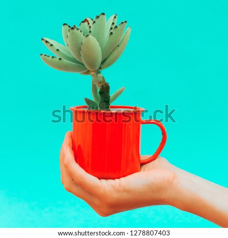 Mini cactus in hand. Plant Design decor concept