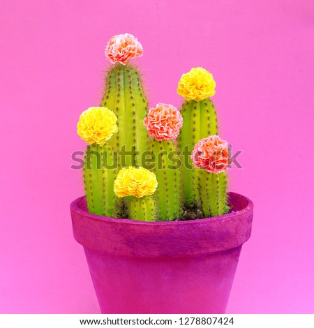 Cactus decorated roses. Minimal concept art