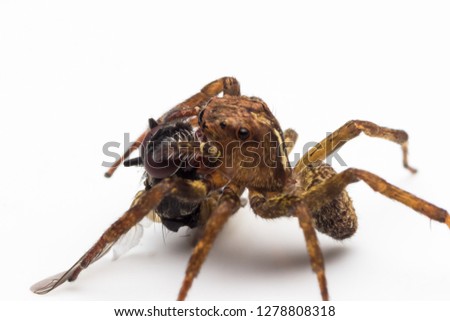 closeup shot of jumping spider in nature