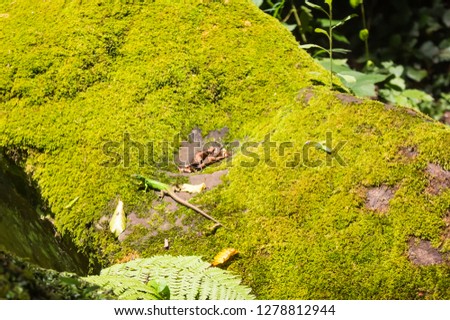 Lizard gracefully lying on green moss