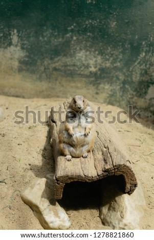 A groundhog standing on a piece of wood looking directly at the camera at the zoo