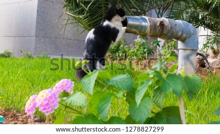 Lovely Cat want to drink water so funny 