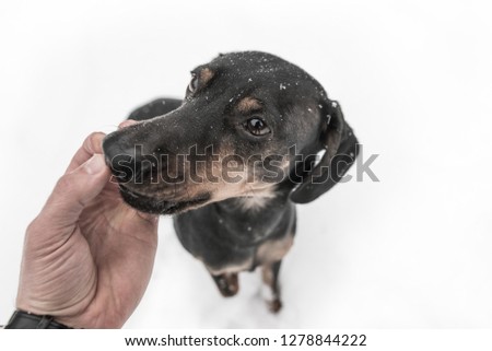 Black dog in the snow getting a treat