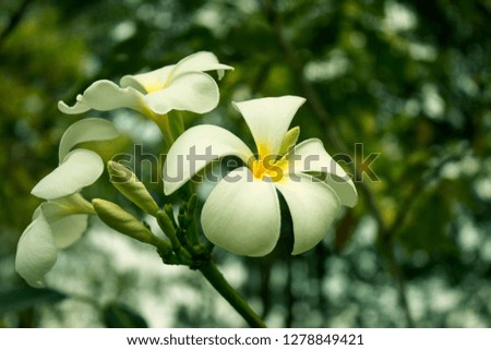 White Frangipani flowers that are beautiful Can be made into various pattern cards