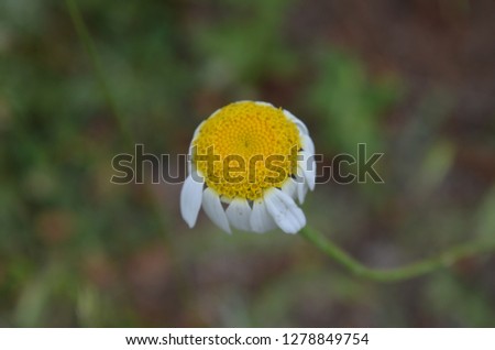Daisy field flower close up