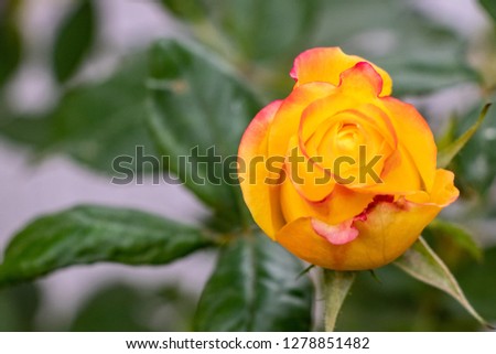 Yellow rose bud blooming on rosebush in sunny day