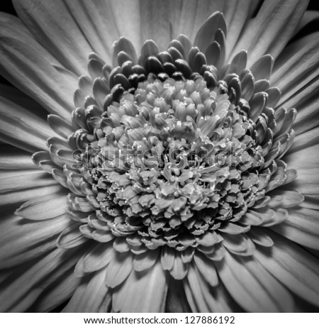 A beautiful black and white gerber daisy in dim lighting, showing off the complexity of the hundreds of its soft petals.