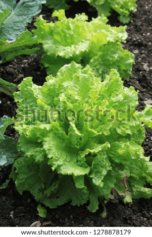 Organic fresh green lettuce planting on healthy soil in garden