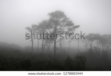 Cold foggy forest