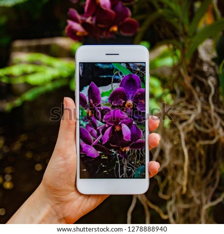 Mobile photography concept. Woman hand holding smartphone and taking photo of violet orchid flower on bright blue background. Nature concept. Place for your inscription