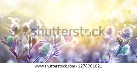 Spring wild meadow clover flowers, violet and golden colors, macro, soft focus. Flowers in the sun glow with beautiful bokeh, copy space. Floral romantic magic artistic image spring nature.