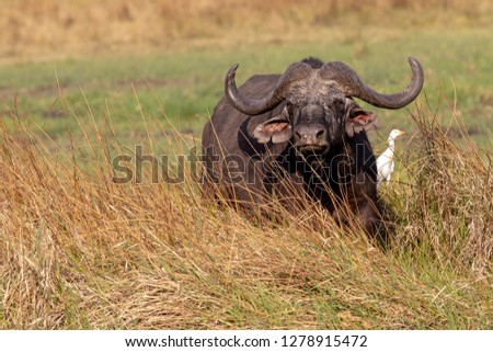 African Buffalo Okavango Delta Botswana