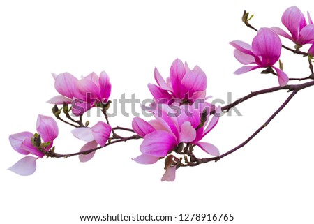 Blooming twig of pink magnolia for design
