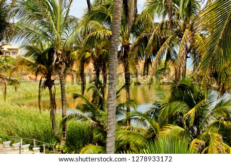 
photo of coconut trees on a beach. View of the sea. - Image