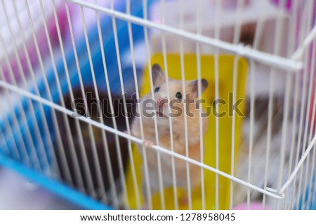 A hamster named Mandarin sits in a cage