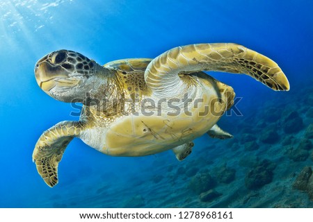 Green turtle in the blue sea