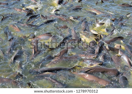 any fish the water surface