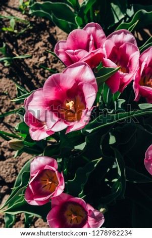 Beautiful multi-colored tulips grow in the ground, garden. flower bed in spring.day the sun shines