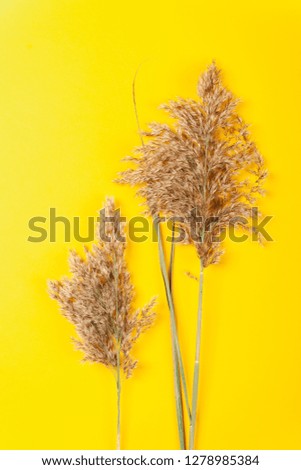 Withered hay straws on a coloured background, stock picture