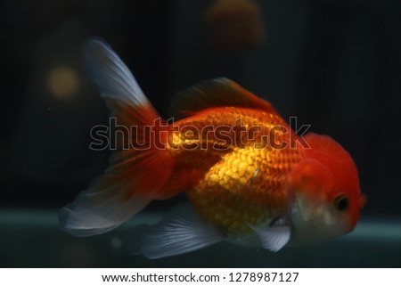 Oranda goldfish Red  Body