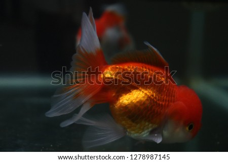 Oranda goldfish Red  Body
