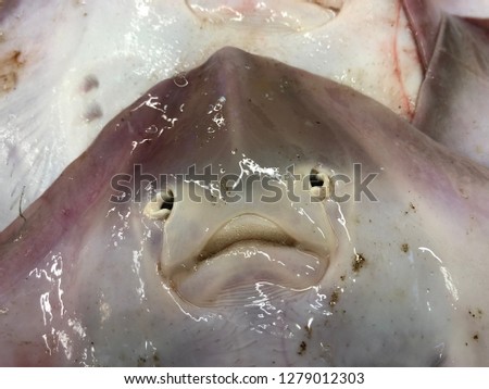close-up of the face of a fish at a market stall