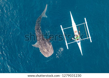 Aerial view from the drone. Fishermen feed gigantic whale sharks ( Rhincodon typus) from boats in the sea in the Philippines, Oslob. These sharks have no teeth and are filter feeders.  Royalty-Free Stock Photo #1279031230