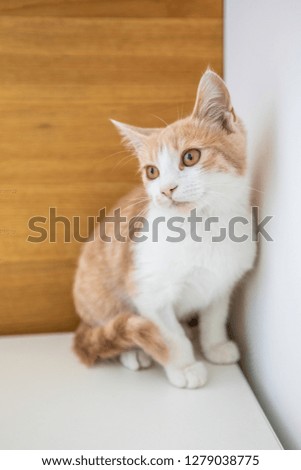 Little funny kitten isolated on white background