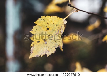 Alone damaged yellow birch leaf on blur forest background. One orange elm foliage with brown stains