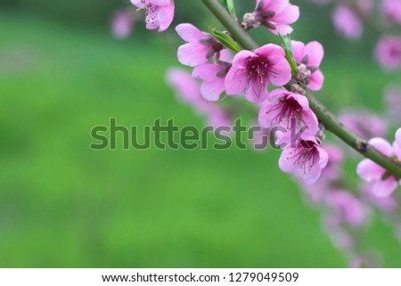 Branch of cherry blossoms on a bright green background